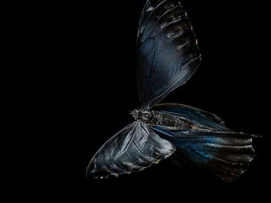 Liquid Lullaby: Life and Mortality in Submerged Butterflies