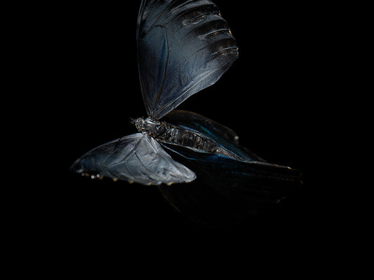 Waterborne Wings: Underwater Photography of Ethereal Beauty