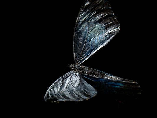 Mortal Mosaic: Butterfly Breeding in Liquid Time