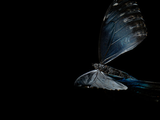 Ephemeral Elegance: Life and Mortality in Aqua Art