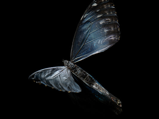 Vanishing Wingspan: Submerged Butterflies in Artistic Reflection