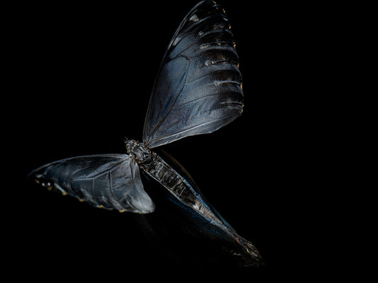 Fluidic Flutters: Butterfly Breeding in Visual Tranquility