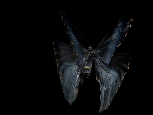 Ripples of Existence: Life and Mortality in Aqua Art