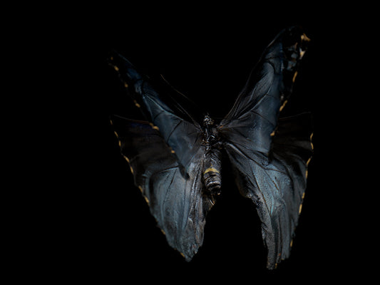 Ephemeral Wings: Submerged Butterflies in Liquid Elegance