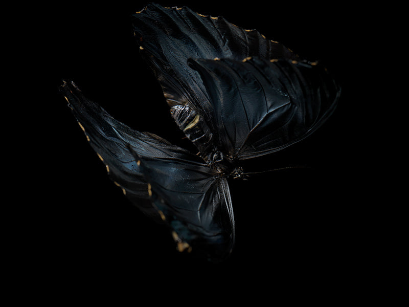 Beneath the Surface: Underwater Photography of Visual Harmony