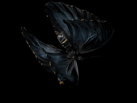 Beneath the Surface: Underwater Photography of Visual Harmony