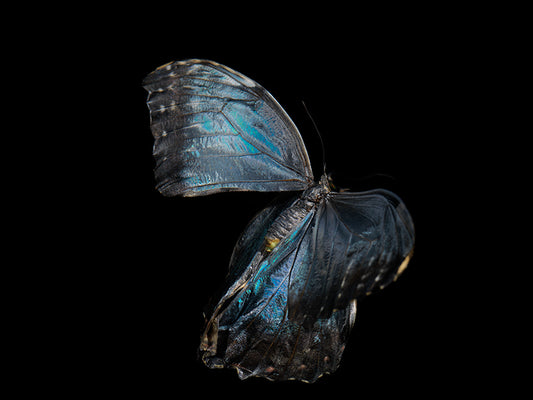 Watercolor Whispers: Butterfly Breeding in Liquid Tranquility