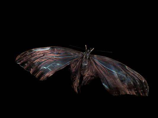 Aquatic Ballet: Underwater Photography of Fluttering Butterflies
