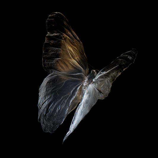 Vanishing Beauty: Butterfly Breeding in Visual Harmony