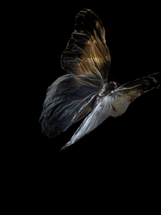 Aqua Vivarium: Life and Mortality in Underwater Art