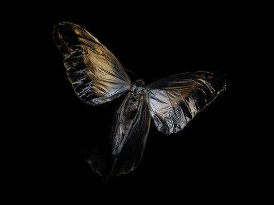 Fluidic Portraits: Butterfly Breeding in Liquid Time