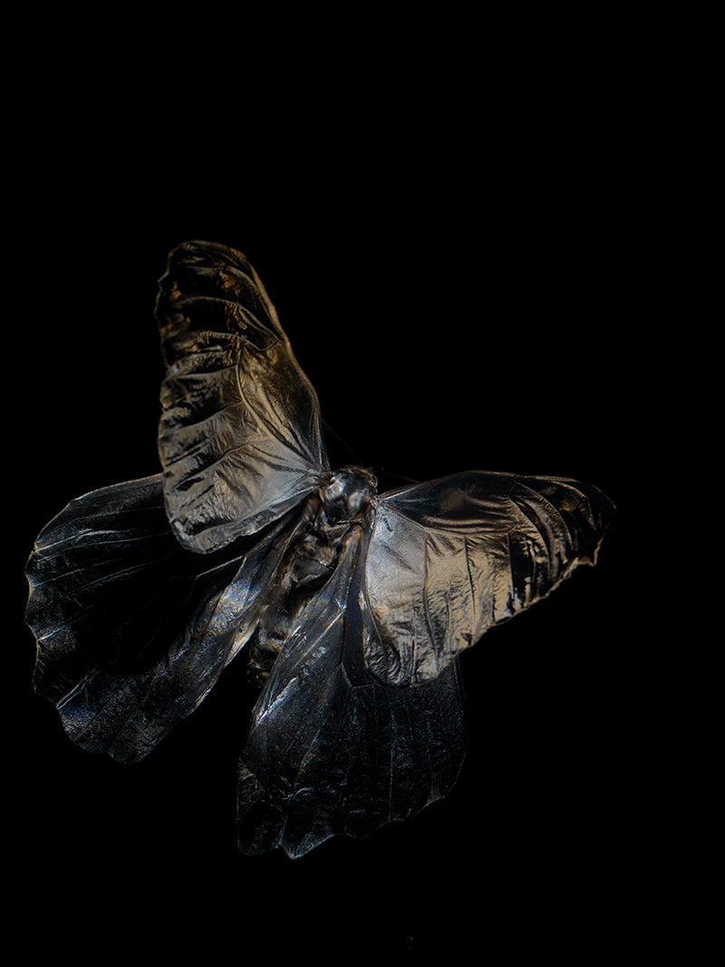 Aqueous Metamorphosis: Submerged Butterflies in Liquid Tranquility