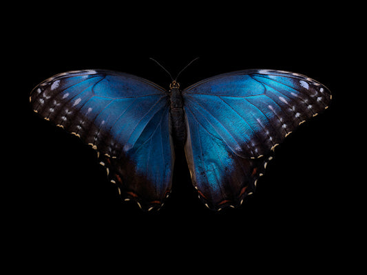Capturing Ephemeral Beauty Morpho Didius Butterfly Underwater