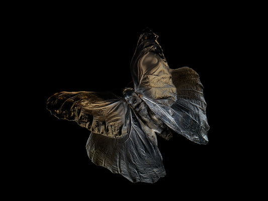 Submerged Serenade: Underwater Photography of Ethereal Beauty