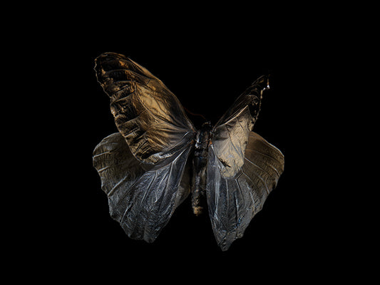 Vanishing Wings: Life and Mortality in Aqua Art