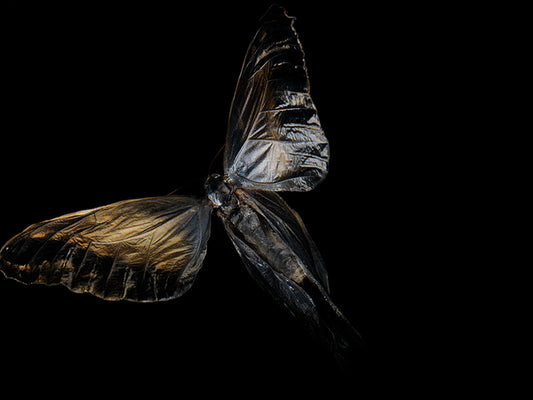 Fluidic Flutter: Underwater Photography of Fluttering Life