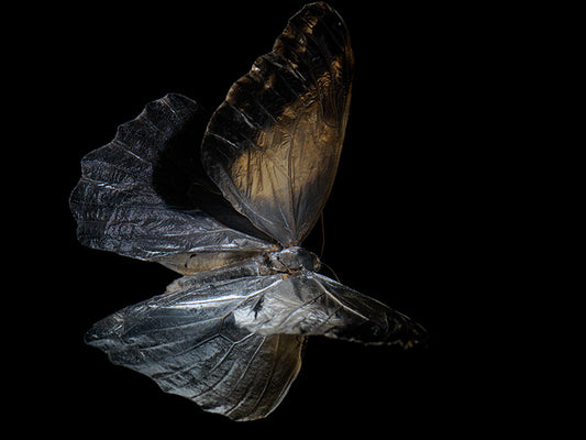 Ephemeral Whispers: Submerged Butterflies in Artistic Eternity