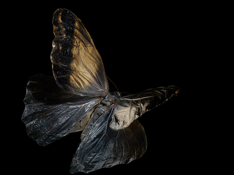 Vanishing Flight: Life and Mortality in Underwater Art