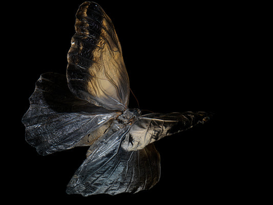 Aquatic Ballet: Butterfly Breeding in Liquid Tranquility