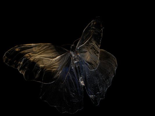 Submerged Symphony: Underwater Photography of Life's Transience
