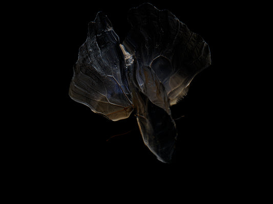 Aqueous Essence: Butterfly Breeding in Visual Reflections