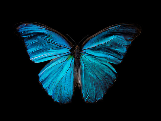Aquatic Elegance: Butterfly Reflections in Underwater Photography