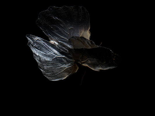 Liquid Lullaby: Life and Mortality in Submerged Butterflies