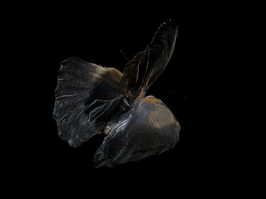 Waterborne Wings: Underwater Photography of Ethereal Beauty