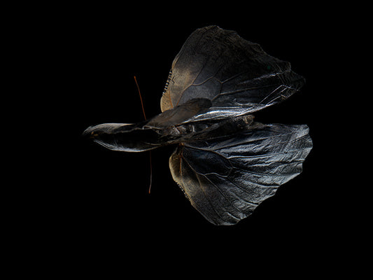 Mortal Mosaic: Butterfly Breeding in Liquid Time