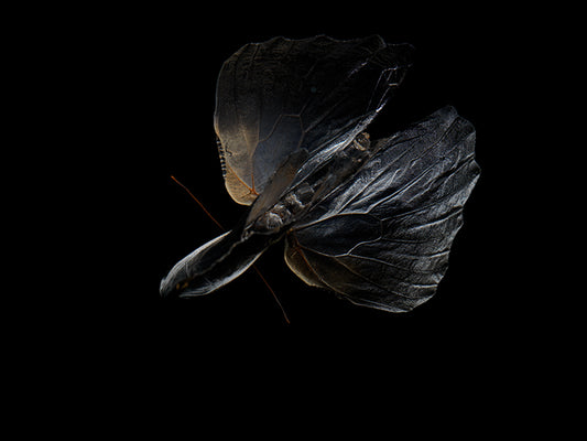 Ephemeral Elegance: Life and Mortality in Aqua Art