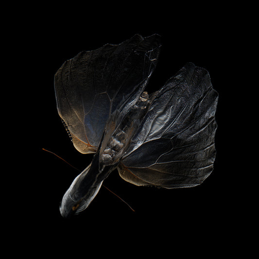 Vanishing Wingspan: Submerged Butterflies in Artistic Reflection