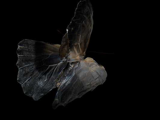 Fluidic Flutters: Butterfly Breeding in Visual Tranquility