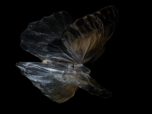 Ripples of Existence: Life and Mortality in Aqua Art