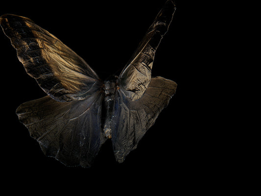 Ephemeral Wings: Submerged Butterflies in Liquid Elegance