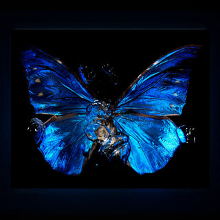 Detail view of Transparency of a dream - No II., underwater analogue butterfly photograph by Alexander James Hamilton