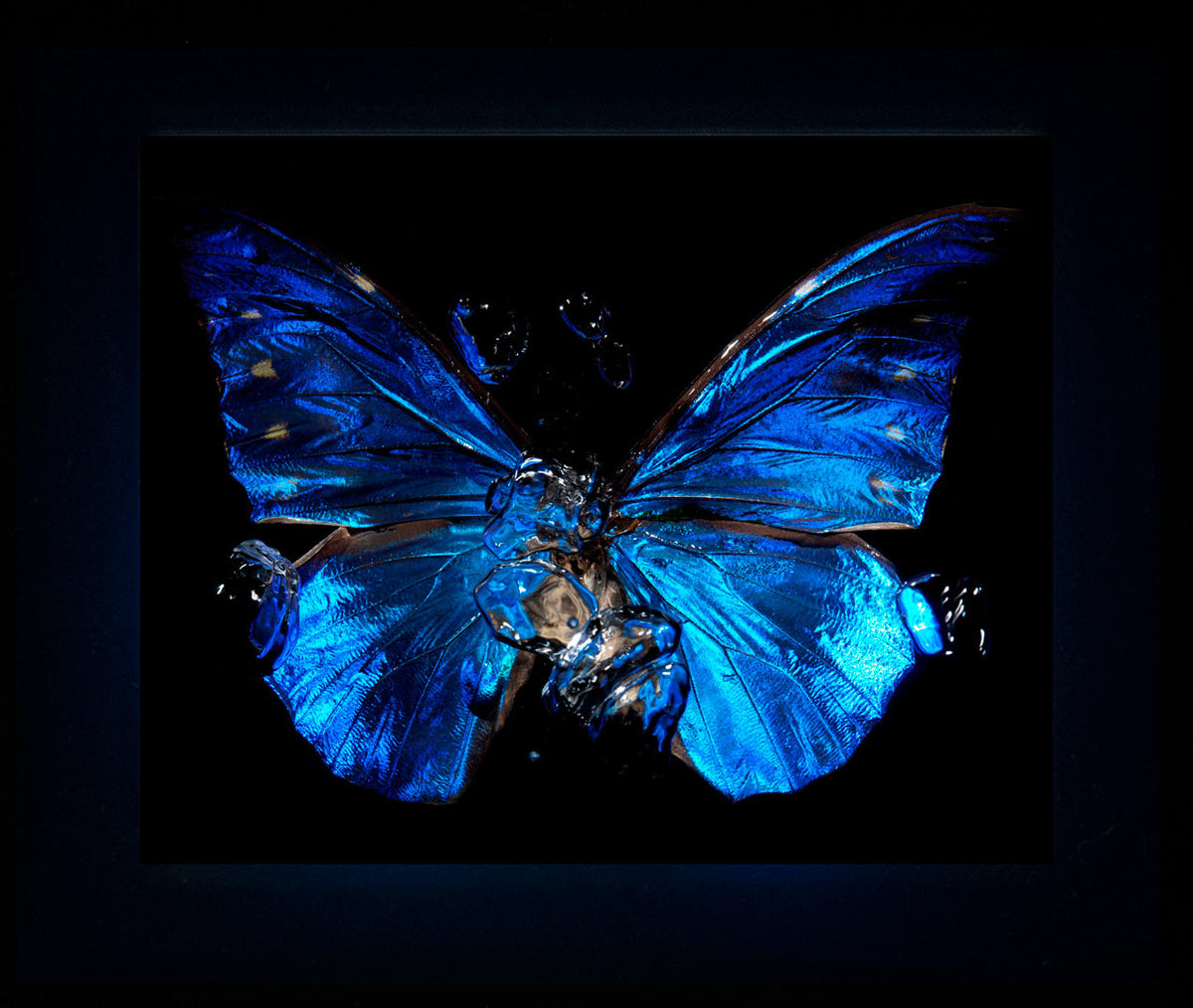 Detail view of Transparency of a dream - No II., underwater analogue butterfly photograph by Alexander James Hamilton