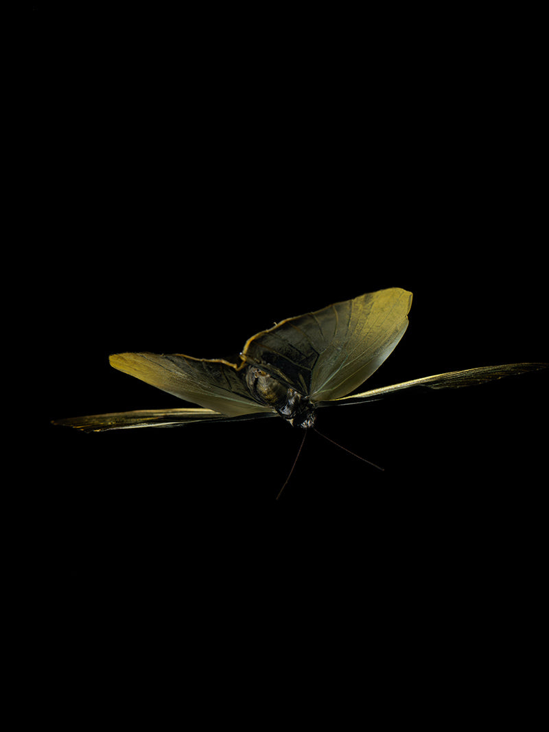 Whimsical Wonders: The Enchanting World of Underwater Butterfly Photography