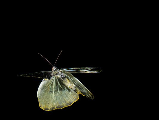 Capturing Ephemeral Beauty: Morphe Didius & Amathonte Butterflies Underwater
