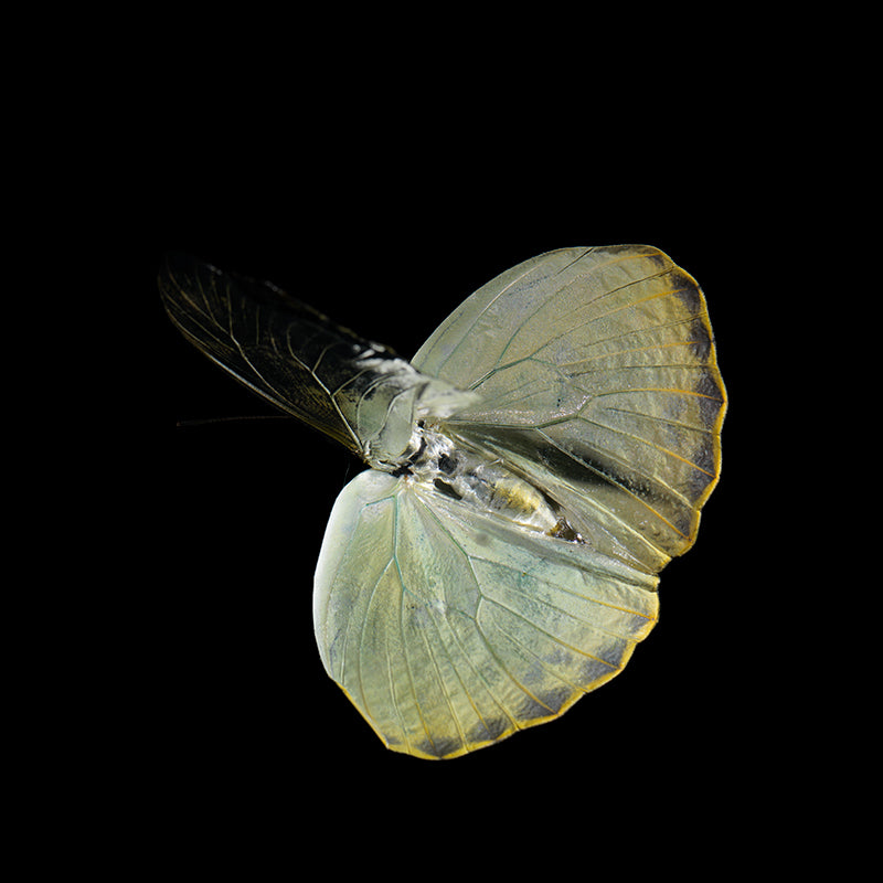 A Subaquatic Ballet of Color and Grace in nature