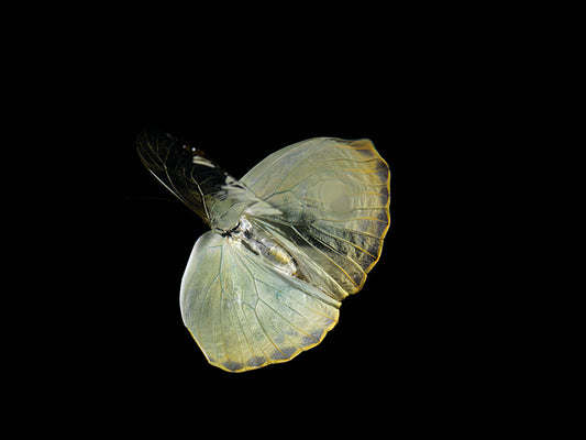 Butterflies Below: Exploring the Transience of Life in Aquatic Elegance