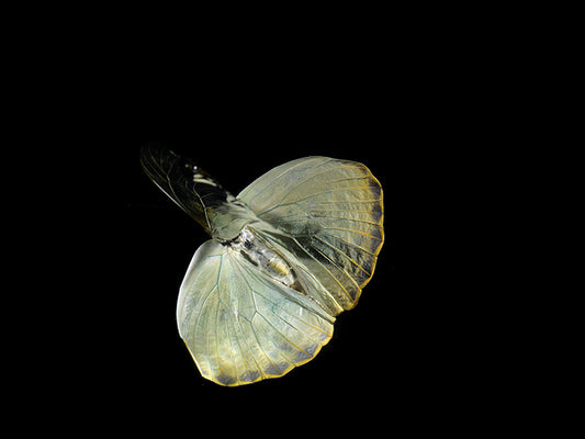 Dance of the Deep: Underwater Portraits of rare butterflies