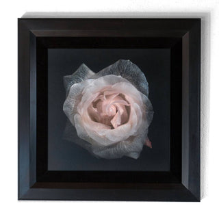 Framing and presentation detail for Glass Plate 2059, analogue photographic work by Alexander James Hamilton