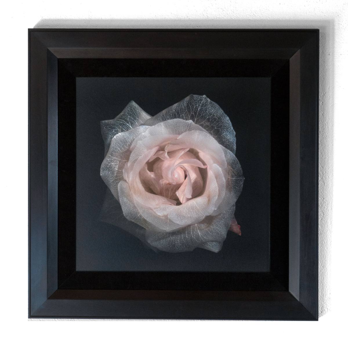 Framing and presentation detail for Glass Plate 2059, analogue photographic work by Alexander James Hamilton