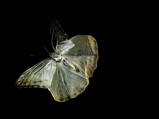 Infinite Beauty Beneath the Surface: Butterfly Reflections on Life's Fleeting Nature