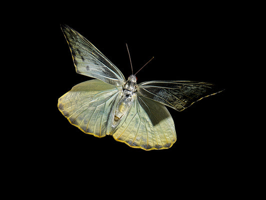 Ethereal Aquatic Ballet: butterfly Captured Below