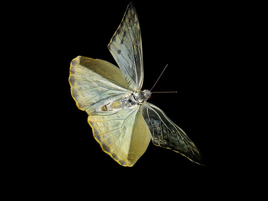 Fluttering Elegance: Underwater Photography Chronicles the Beauty of Life's Transience