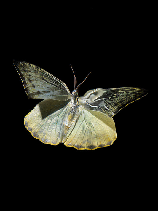 Submerged Spectacle: The Tragic Beauty of Butterflies