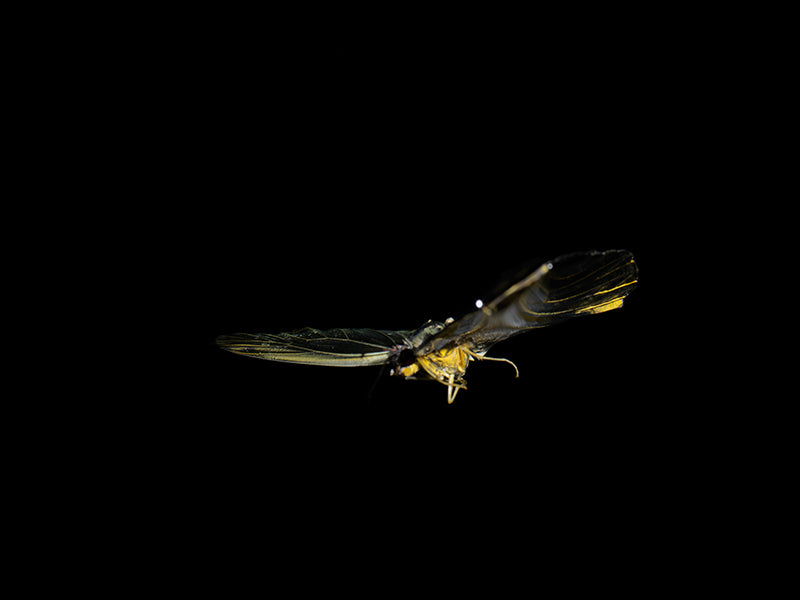 A Symphony of Colors: Underwater Reflections on Life and Mortality with Butterfli
