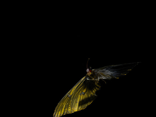 Transient Wings: Nature Below the Surface