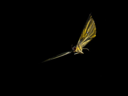 Liquid Elegance: Underwater Impressions of Butterfly Mortality